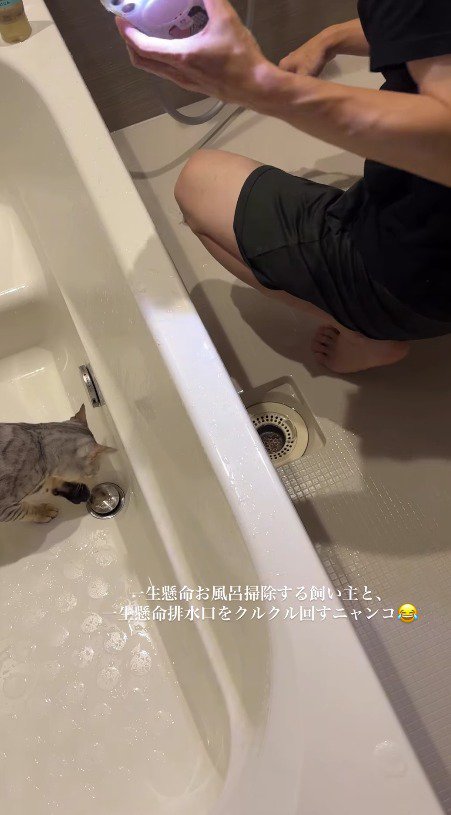 排水溝の蓋を前足で触れる猫
