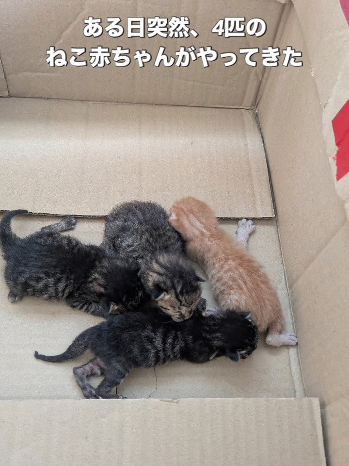 ダンボール箱の中にいる子猫たち