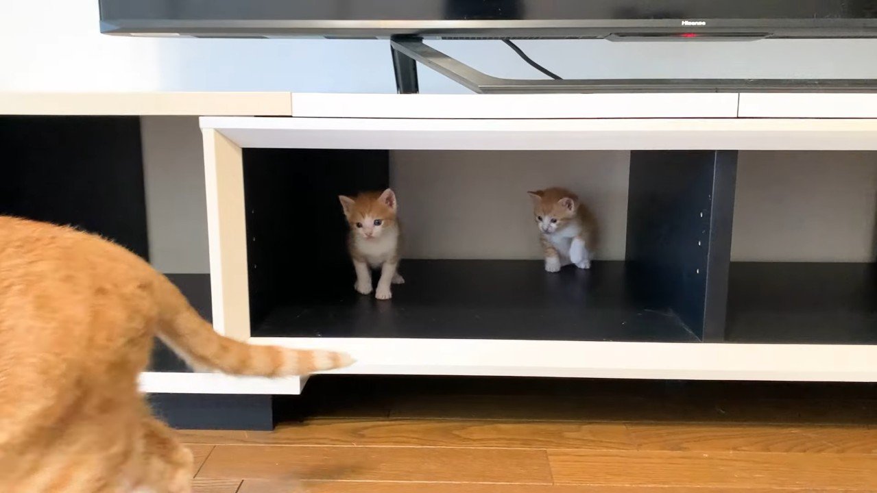 子猫ふたり