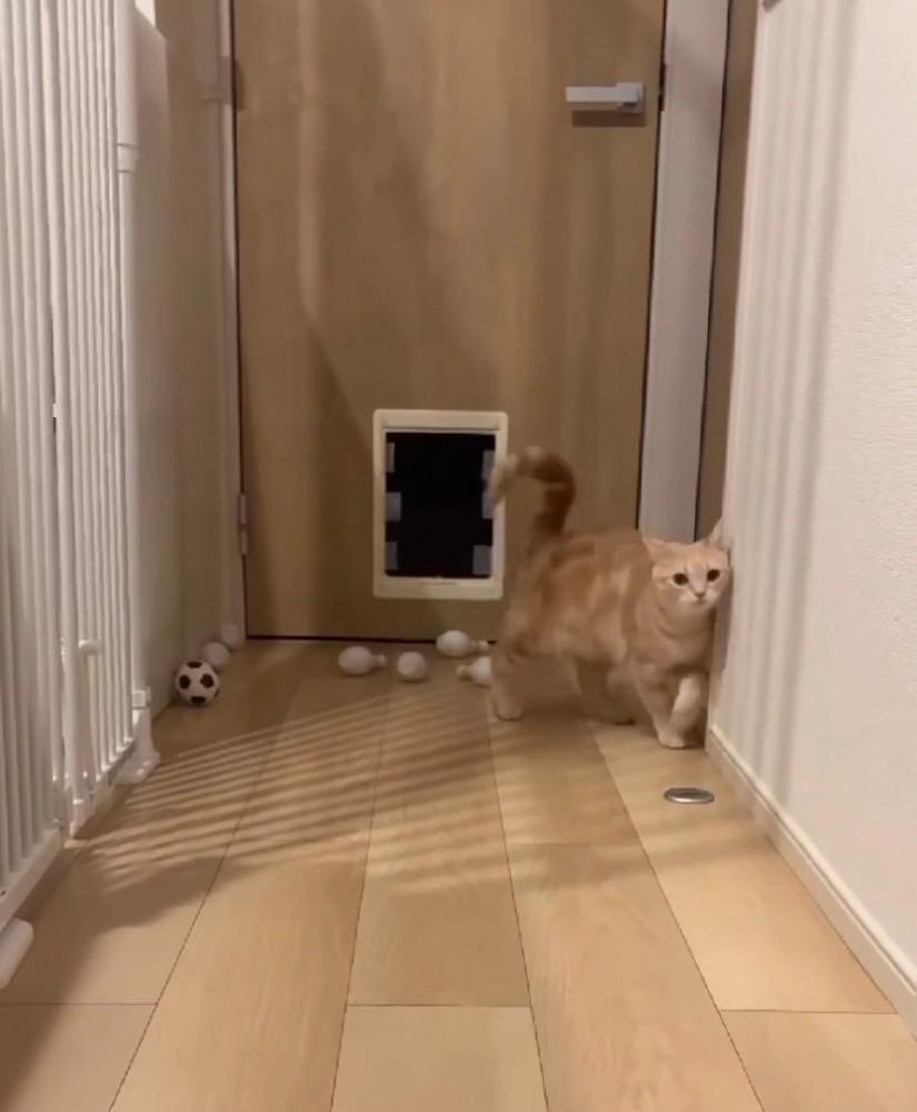 ピンからゆっくり離れる猫
