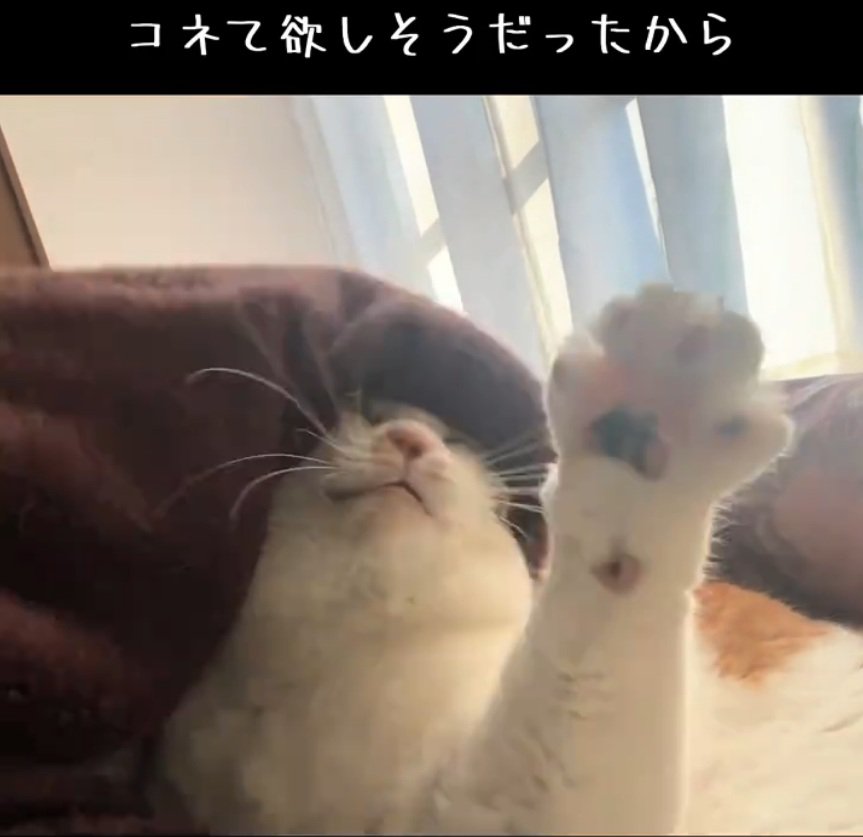 手を出す猫