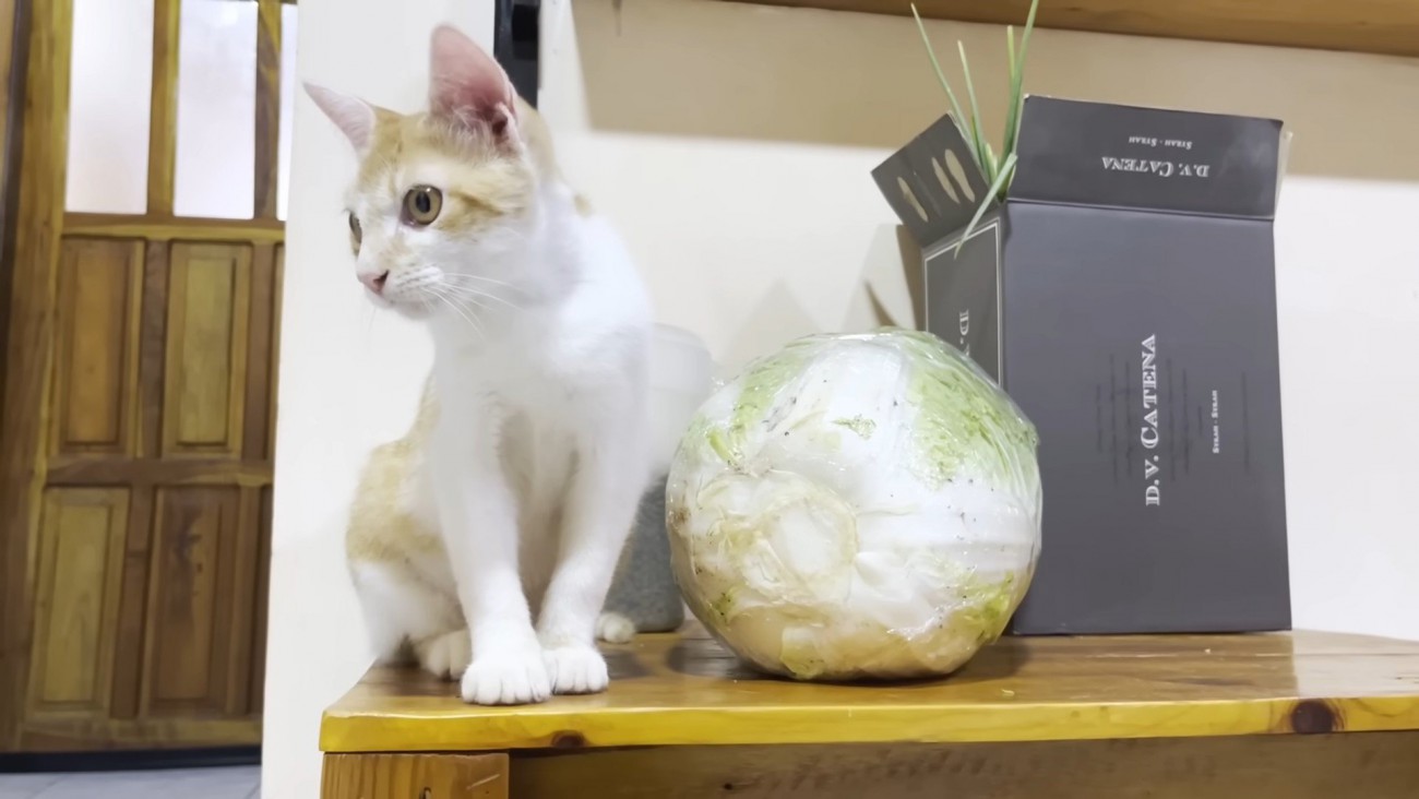 テーブルの上の猫