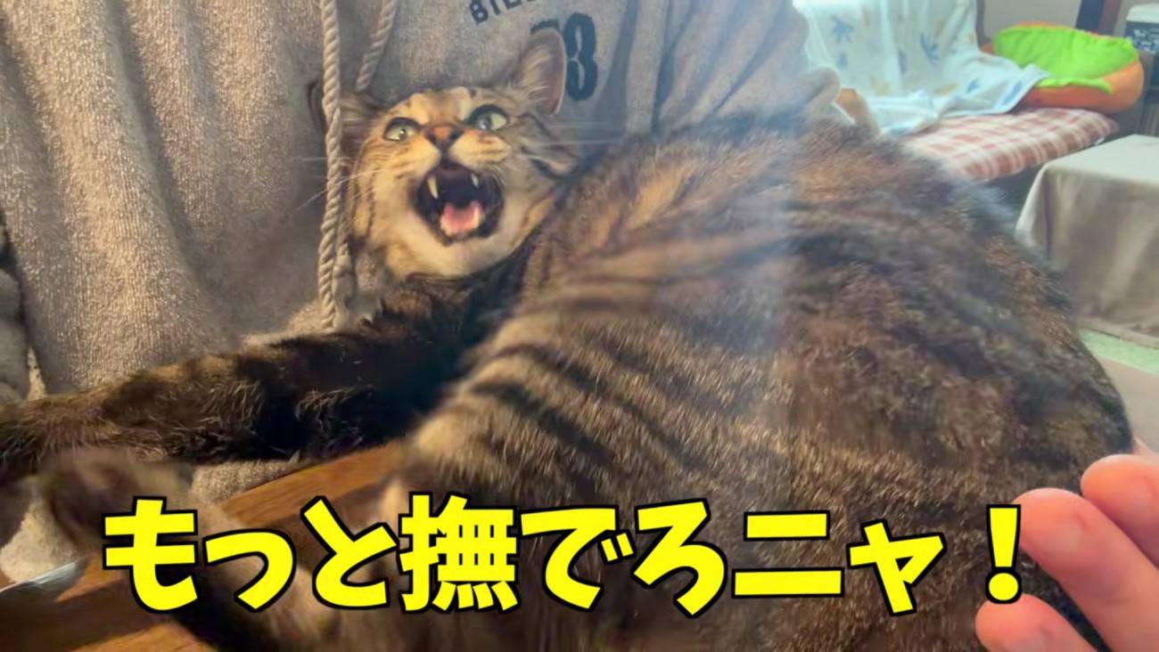 「撫でろ」と要求する百太さん