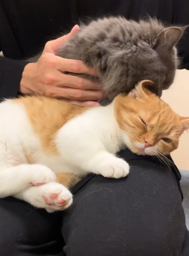 毛づくろいをされて耳が反っている猫