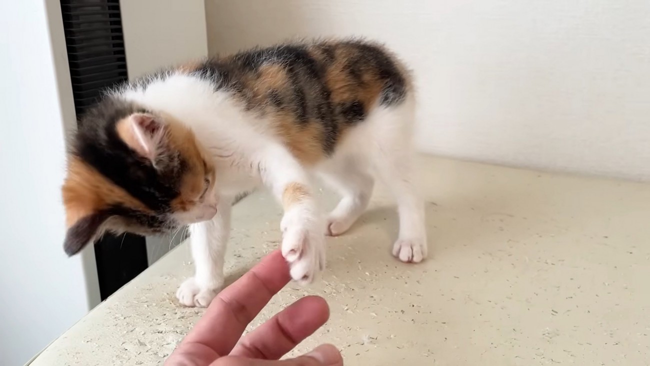 保護主さんと握手