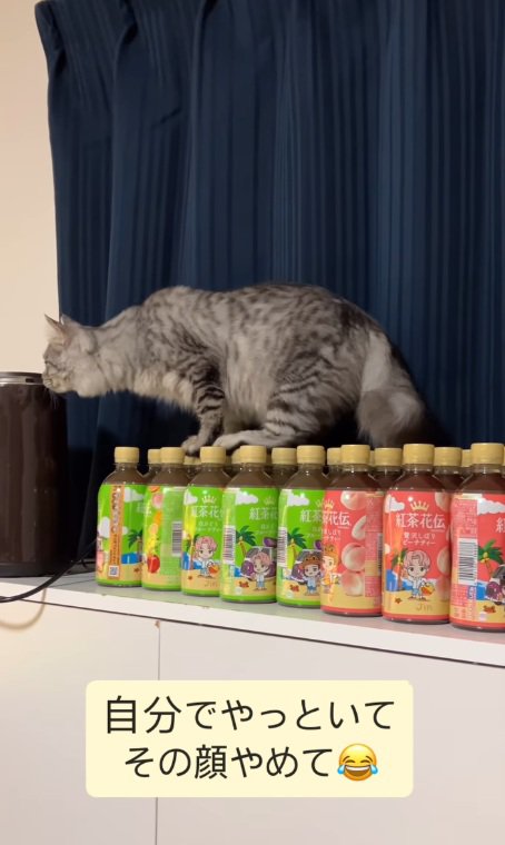 足元を気にする猫