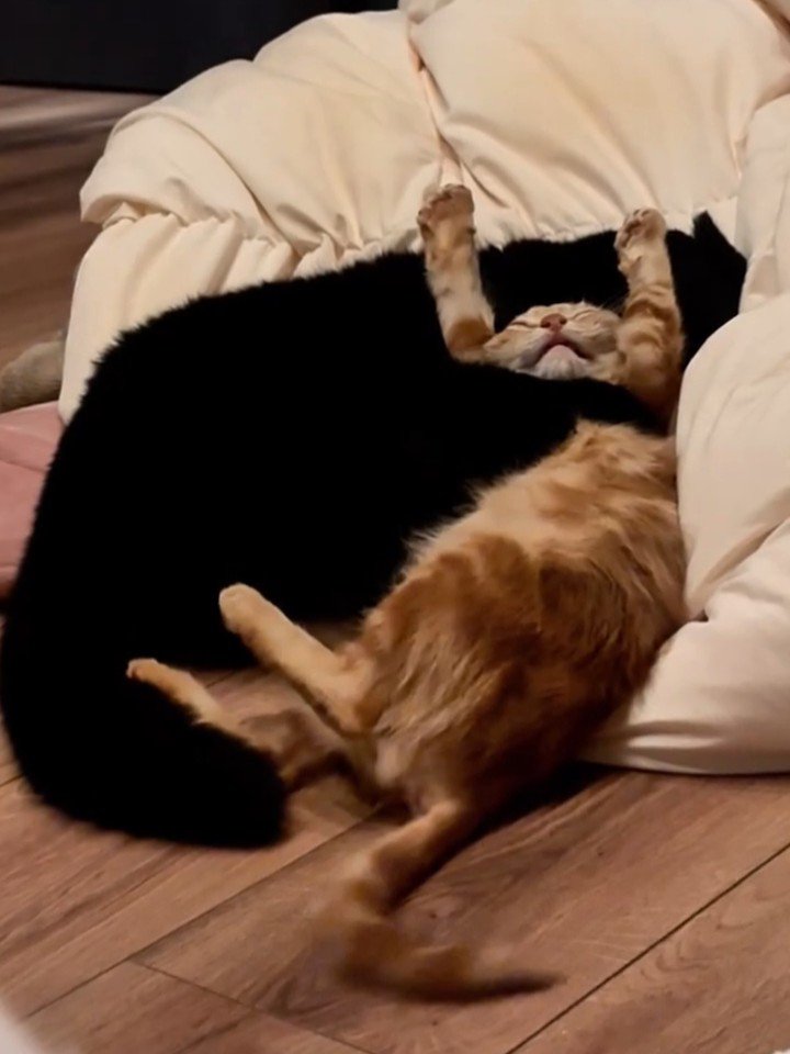 黒猫に抱きしめられる子猫