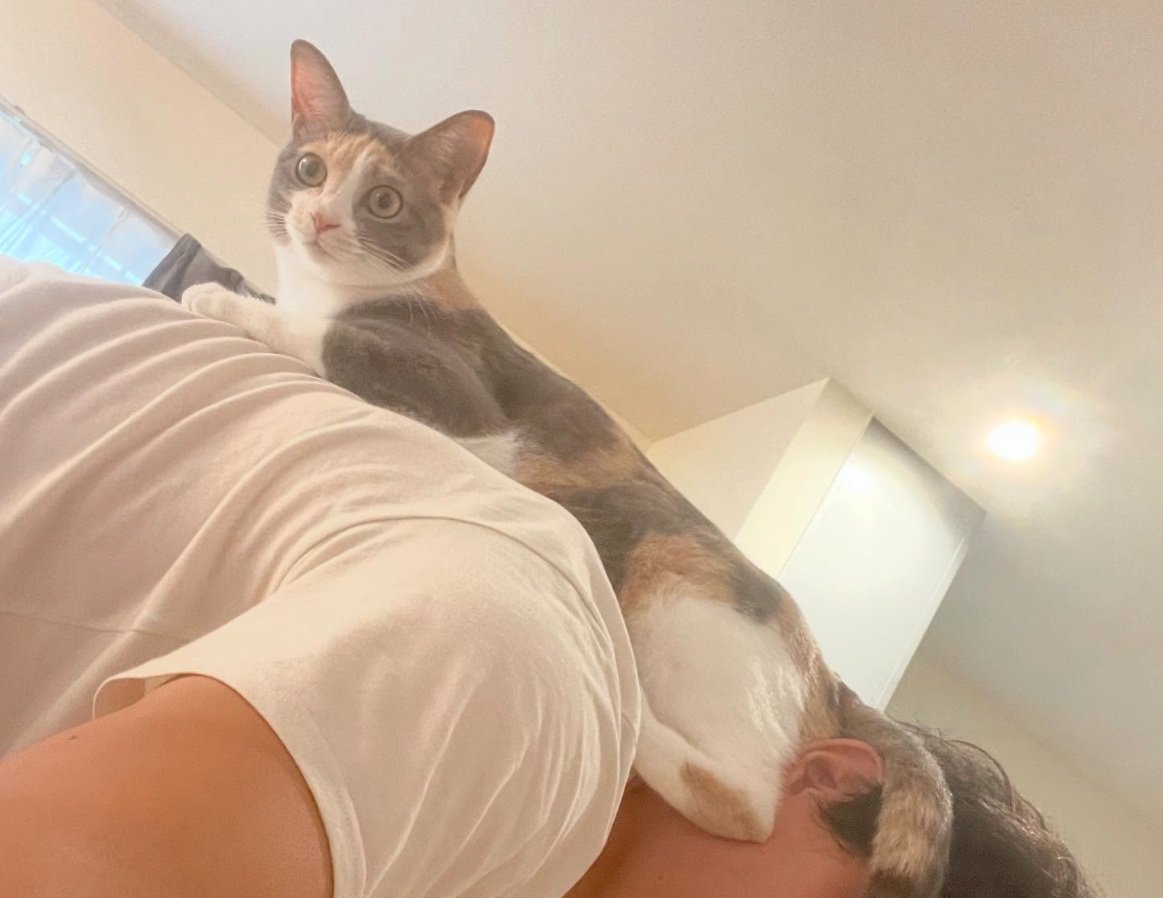 飼い主の背中に乗る猫