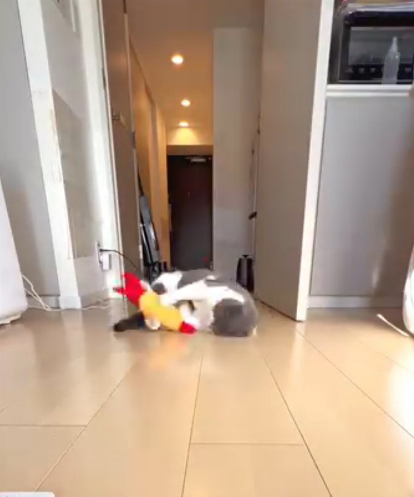 近くにあったぬいぐるみを前足で捕まえる猫