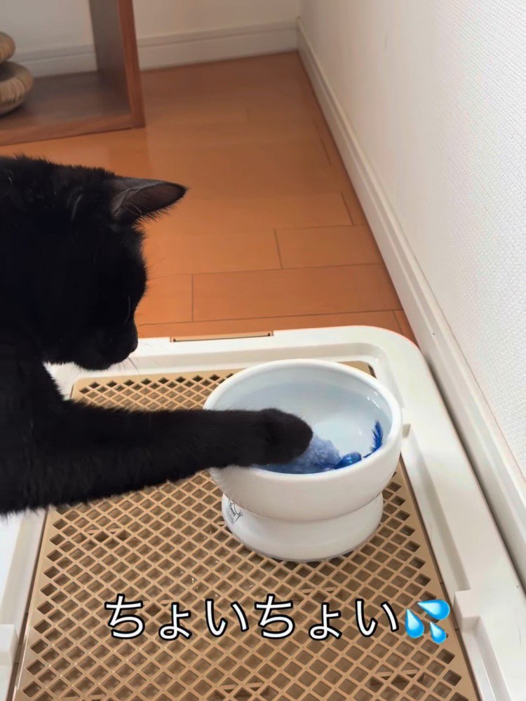 おもちゃを触っている猫