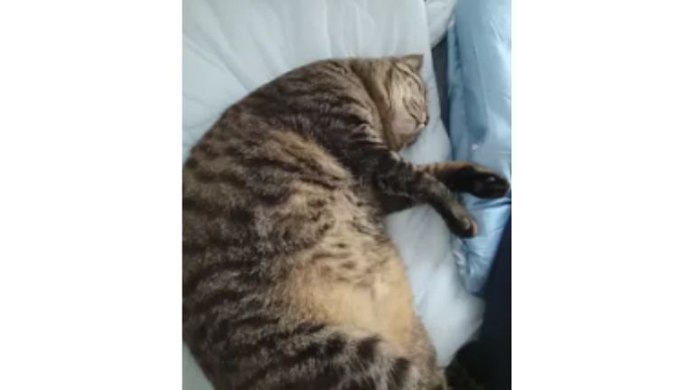 眠る猫