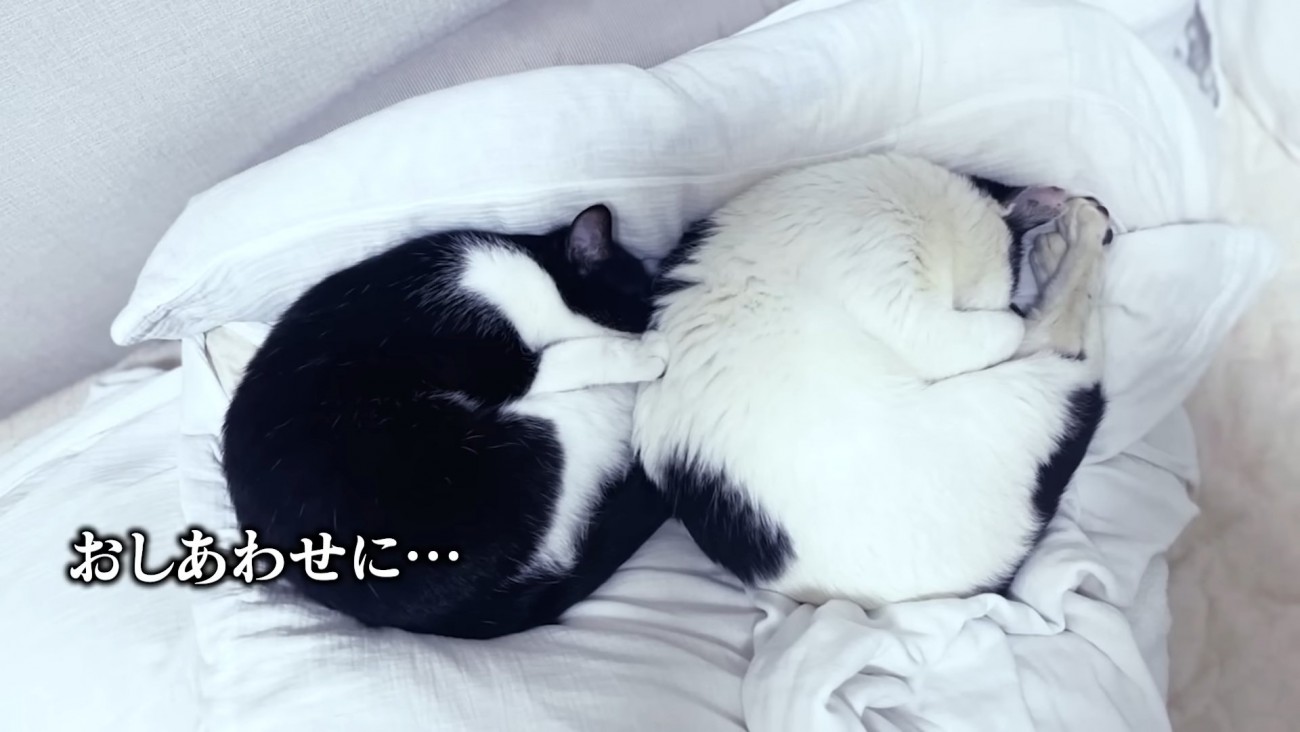 丸くなって寝る2匹の猫