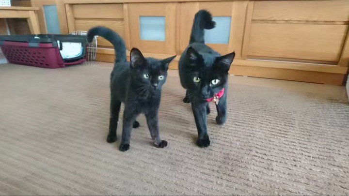 2匹の黒猫の子猫