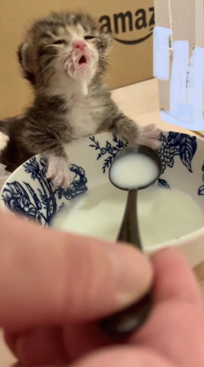 スプーンでミルクを飲んでいる子猫