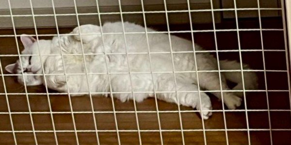 網ごしに寝転がる猫（アップ）