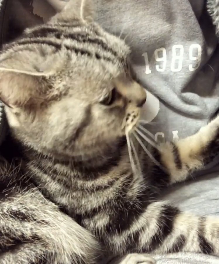 パパの胸に抱かれるアメリカンショートヘア