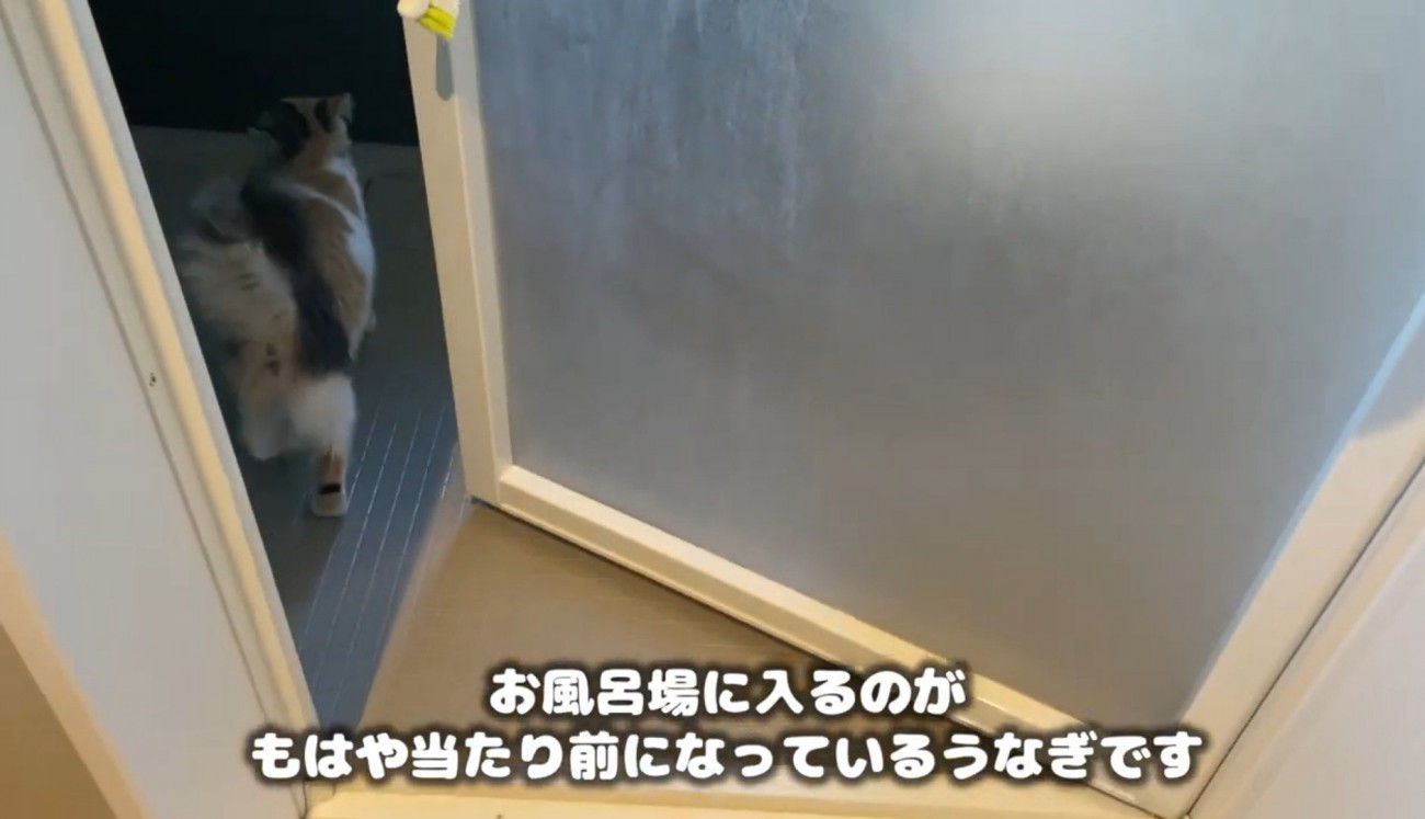 風呂場にいる猫