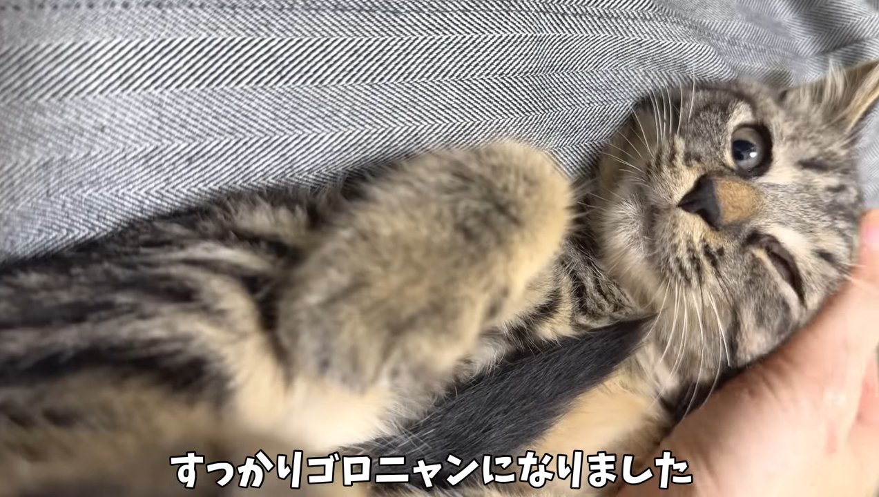 ゴロニャンに