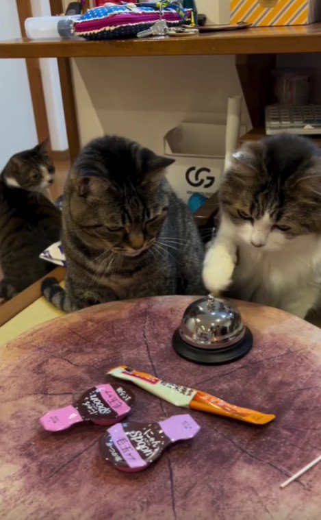 ベルを鳴らそうとしている猫と見守る猫