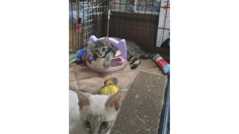 室内にいる猫