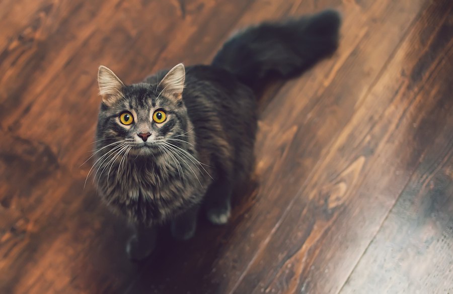 木製の猫ケージを手作りする２つの方法