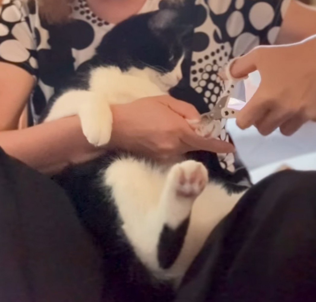 飼い主に爪切りを近づけられる猫