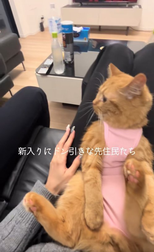 飼い主の膝の上で画面左側を見つめる猫