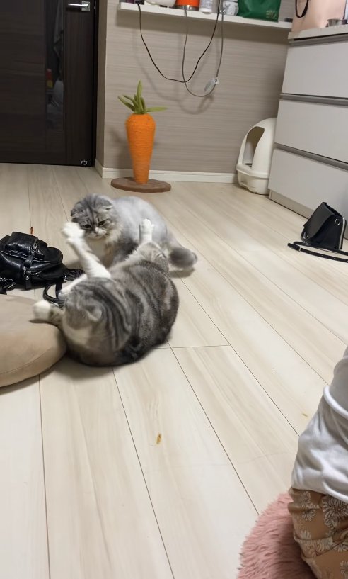 にゃんプロ中の2匹の猫