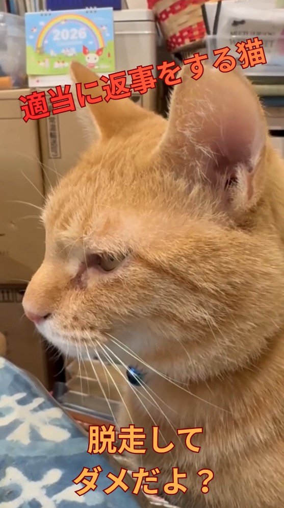 女性に話しかけられる猫