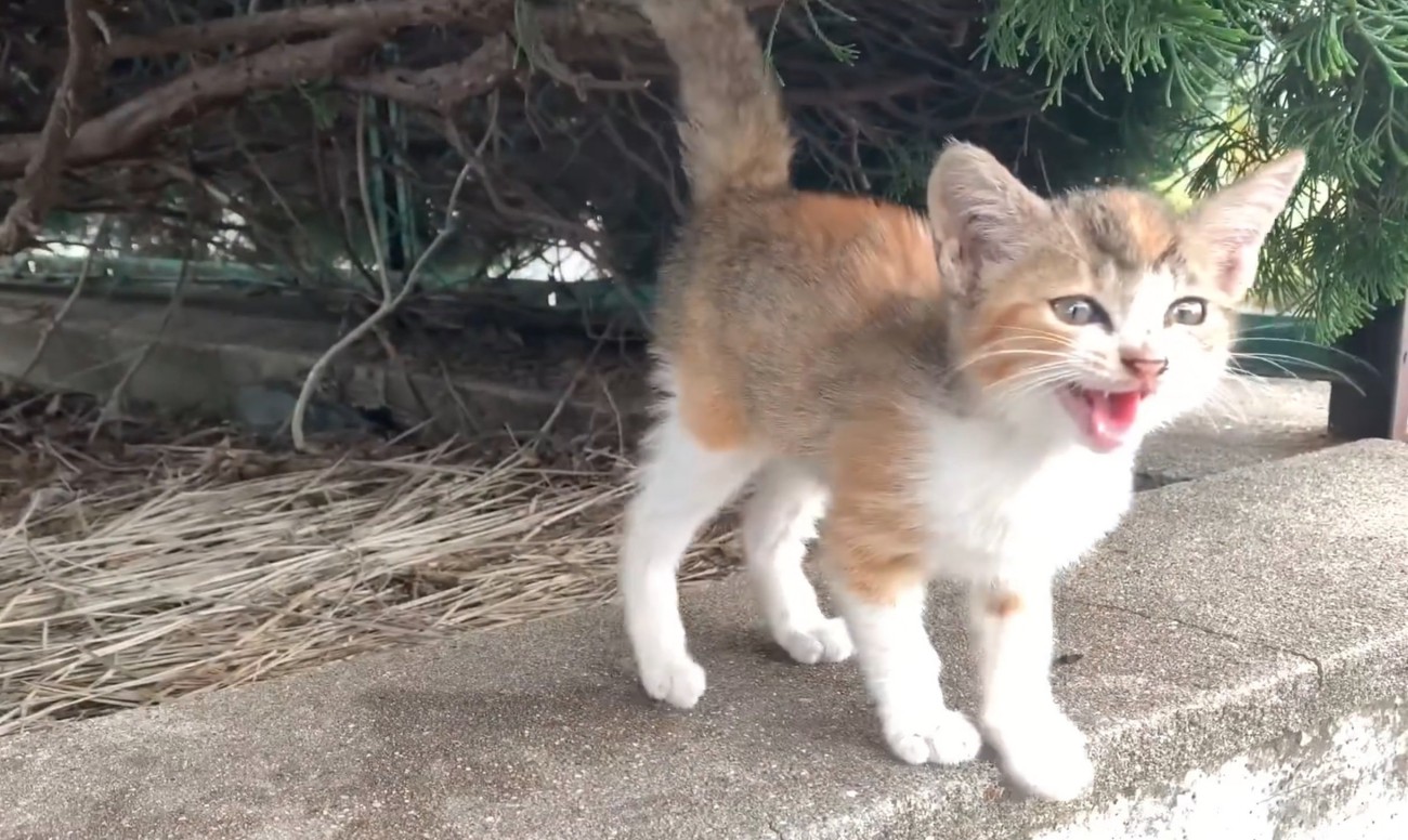 鳴く子猫