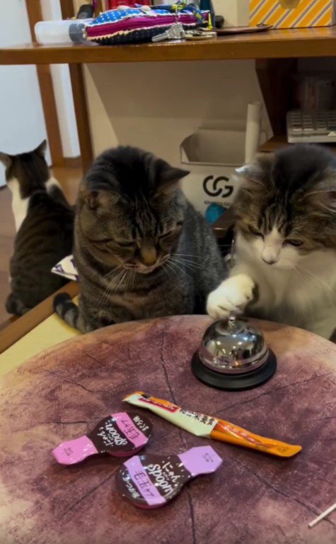 ベルを鳴らそうとしている猫と見守る猫