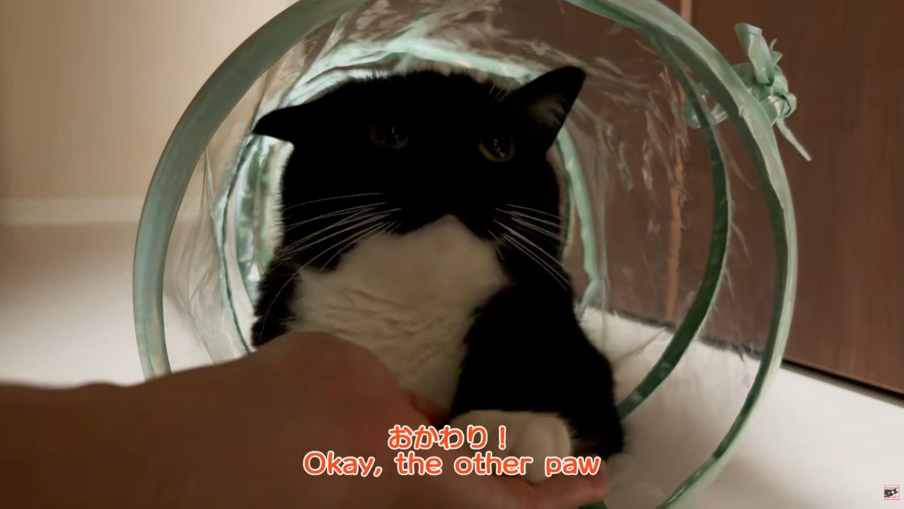キャットトンネルでおかわりをする猫