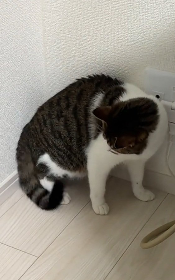 しっぽを見る猫
