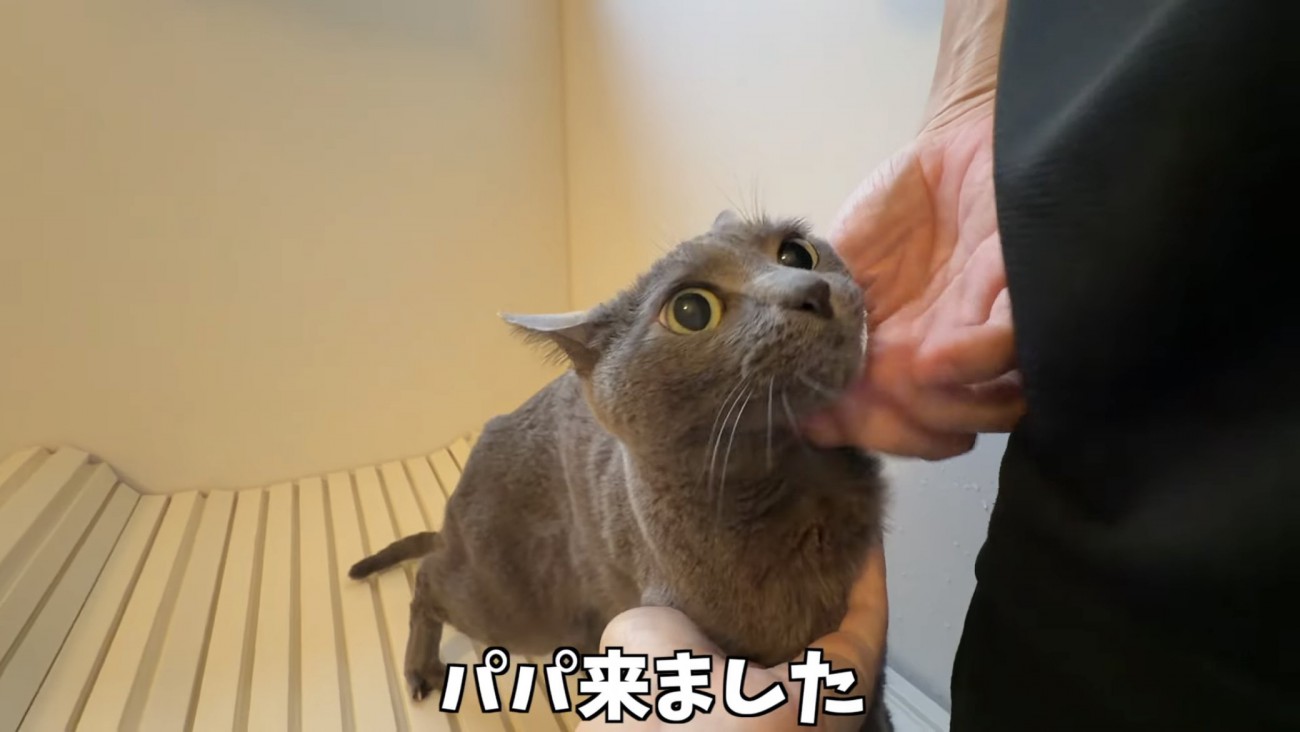 「パパ来ました」のテロップ写真
