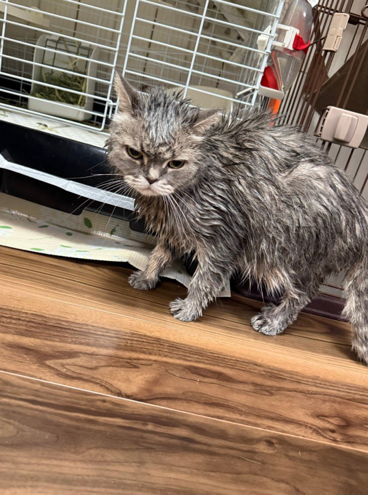 濡れた猫（グレー）