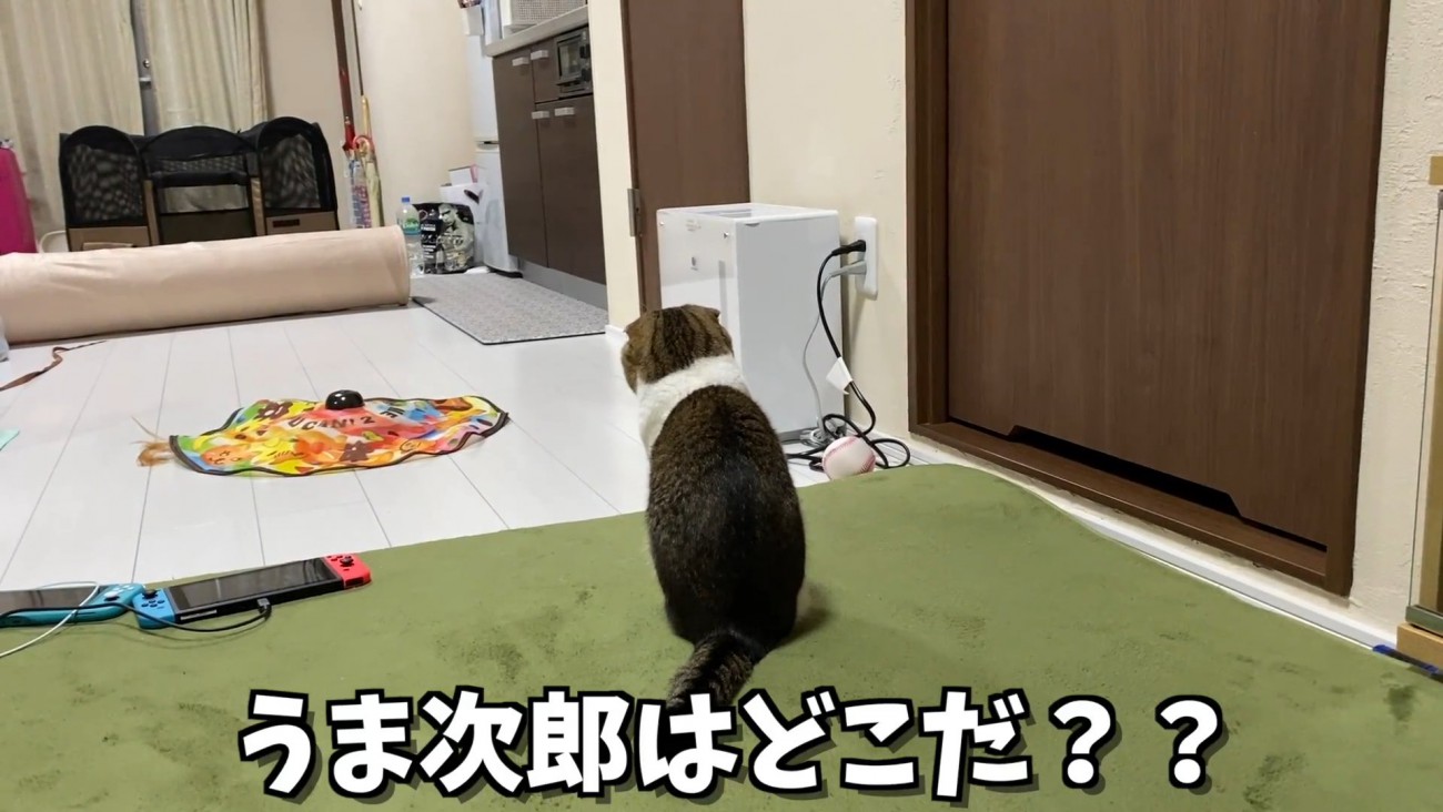 座る猫の後ろ姿