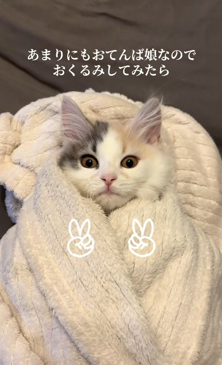 タオルで包まれている子猫