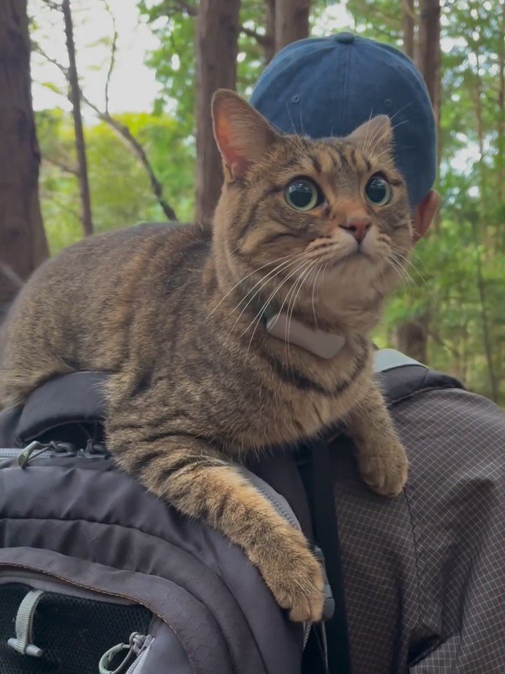 人の肩に乗る猫