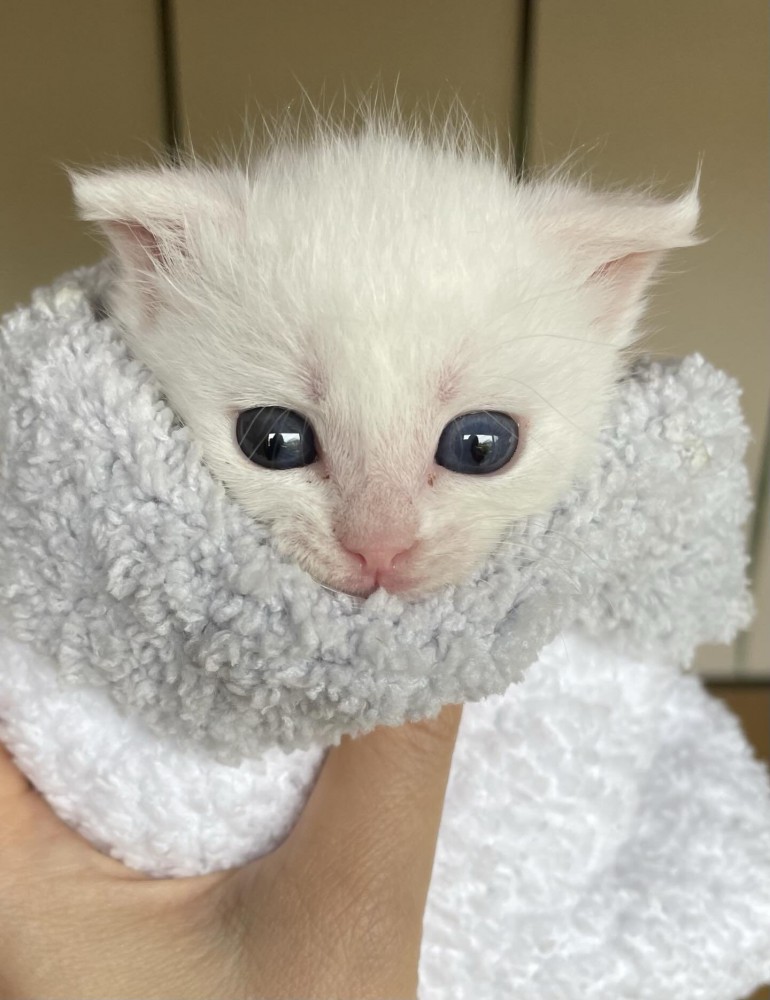タオルで包まれる子猫