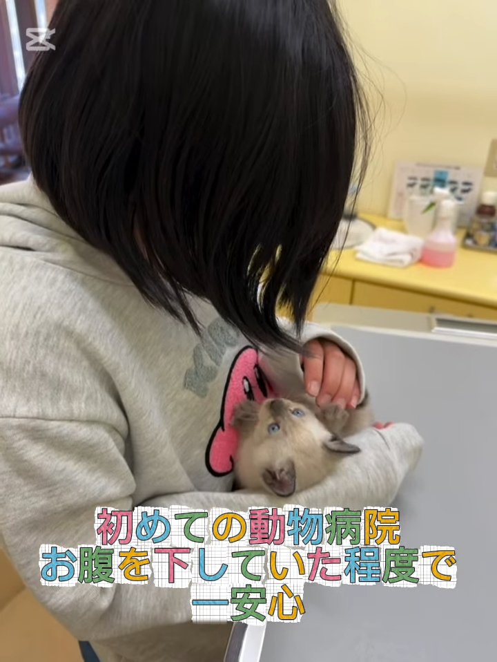 抱っこされる子猫