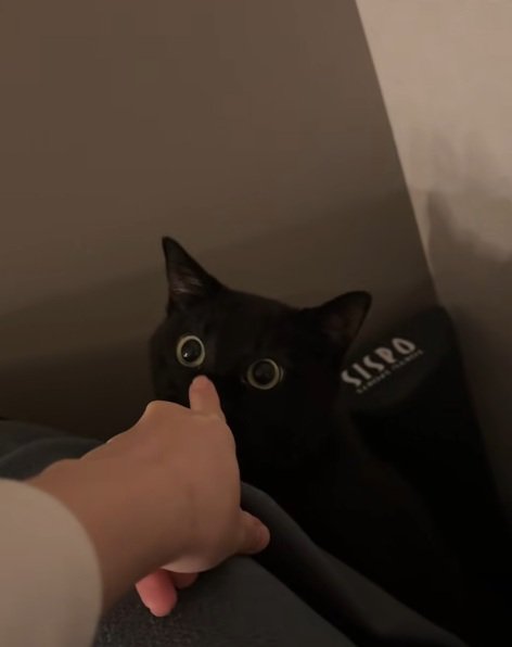 鼻をつつかれている黒猫