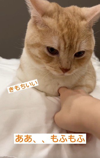 猫の胸元を触っている人