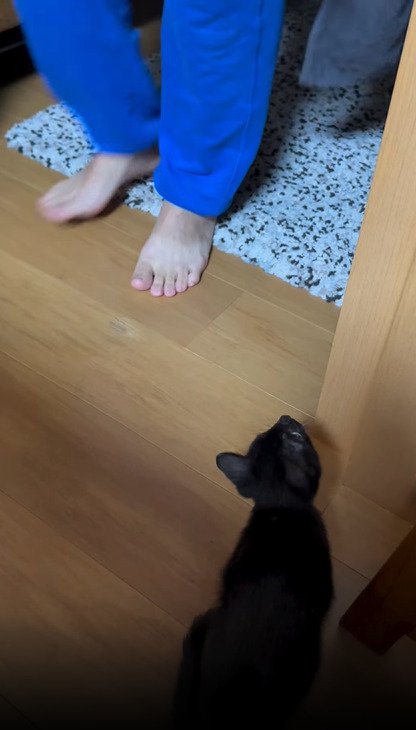 飼い主の足を見る子猫2