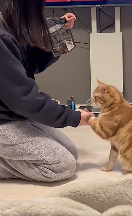 お手をする猫の横顔