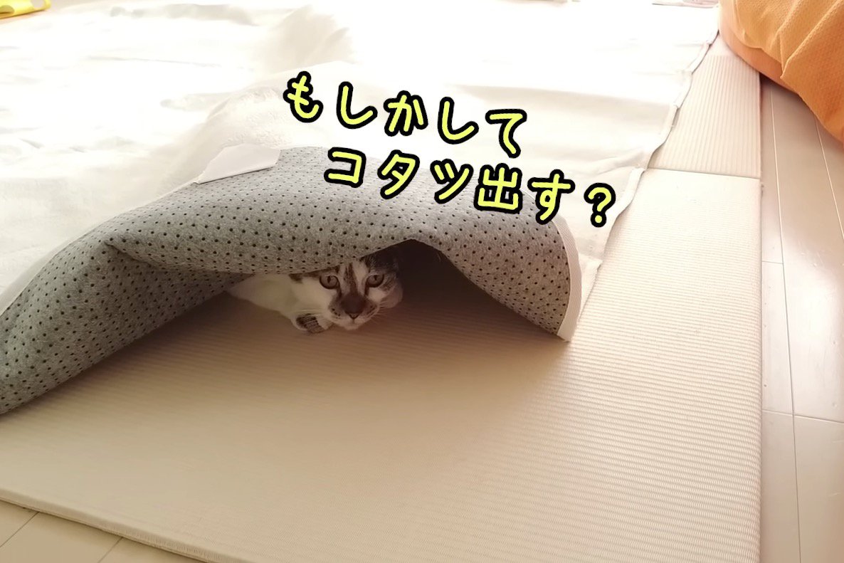 こたつを出してほしいささみくん