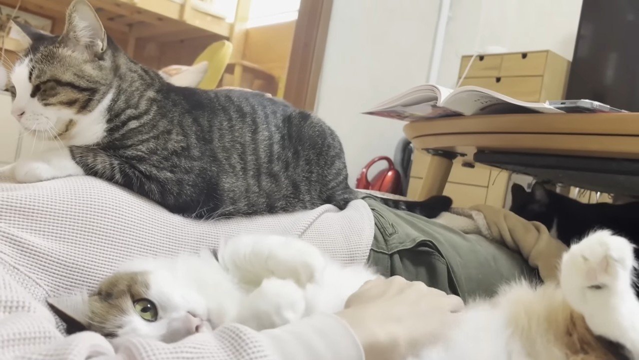 3匹の猫さんたち