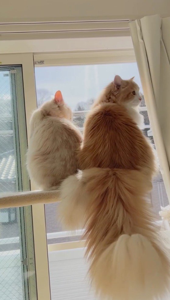 先輩猫の隣に座って室内を見渡す後輩猫