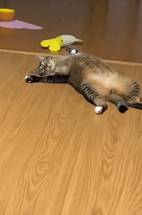 思い出した猫