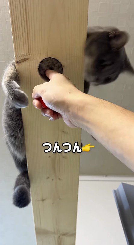 キャットウォークの穴から猫をつつく飼い主