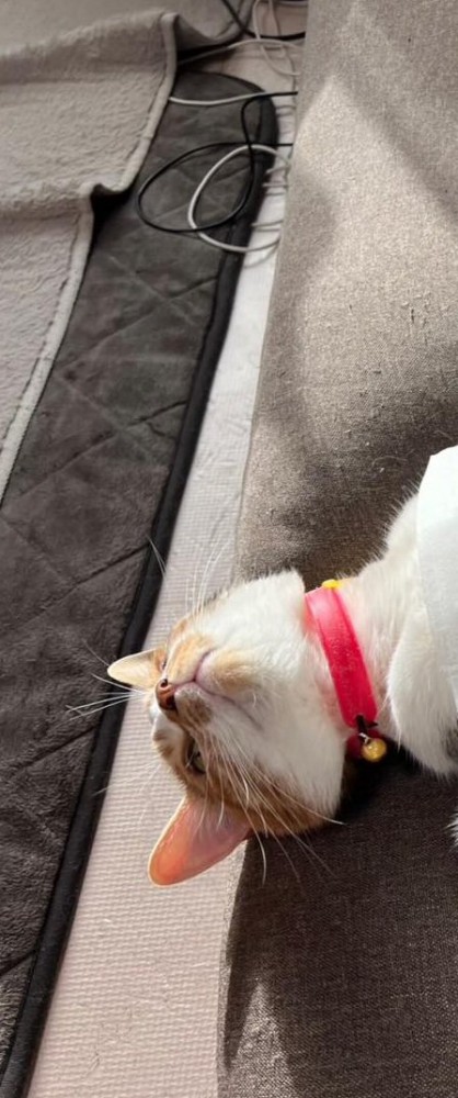 仰向けの猫